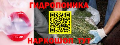 шишки Кингисепп
