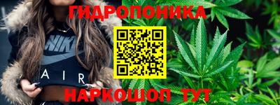 шишки Кингисепп